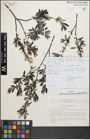 Foto von Salix repens subsp. rosmarinifolia (L.) Andersson